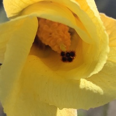 Hibiscus dongolensis