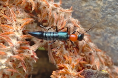 Paederidus ruficollis