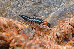 Paederidus ruficollis