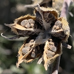 Hibiscus dongolensis