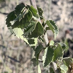 Hibiscus dongolensis