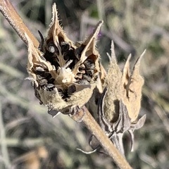 Hibiscus dongolensis