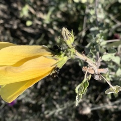 Hibiscus dongolensis