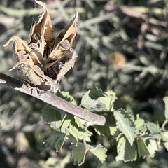Hibiscus dongolensis