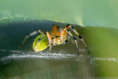 Araniella opisthographa