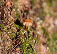 Mycena mamaku