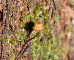 Mycena mamaku