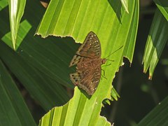 Euthalia adonia pinwilli