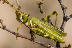 Bootettix argentatus
