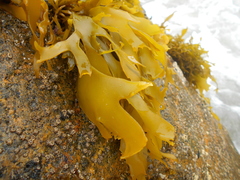 Pachymenia