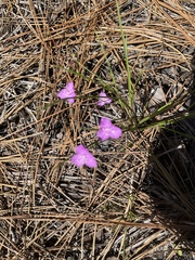 Callisia ornata
