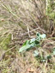 Blackstonia perfoliata