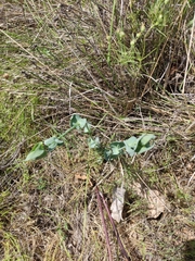 Blackstonia perfoliata
