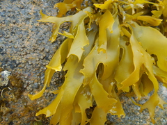 Pachymenia