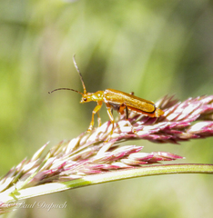 Cantharis livida