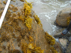 Pachymenia