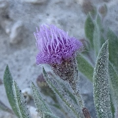 Sphaeranthus peduncularis