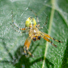 Araniella opisthographa