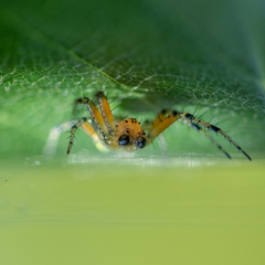 Araniella opisthographa