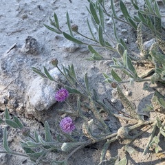 Sphaeranthus peduncularis