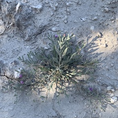 Sphaeranthus peduncularis