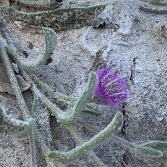 Sphaeranthus peduncularis