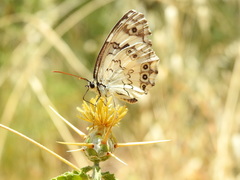 Melanargia titea