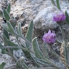 Sphaeranthus peduncularis