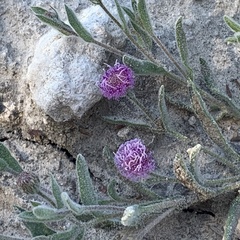 Sphaeranthus peduncularis