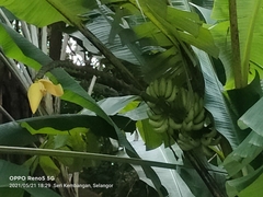 Musa acuminata flava