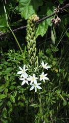 Ornithogalum pyramidale