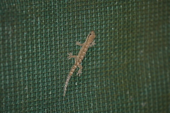Lepidodactylus lugubris