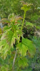 Rubus crataegifolius
