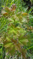 Rubus crataegifolius