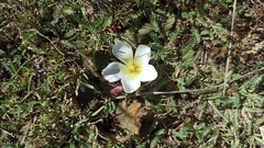 Acaulimalva engleriana