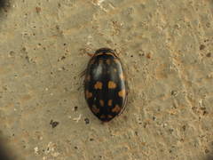 Thermonectus marmoratus