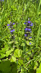 Ajuga reptans