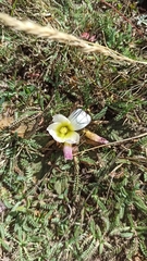 Acaulimalva engleriana