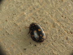 Thermonectus marmoratus