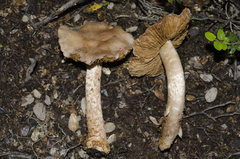Cortinarius alboroseus