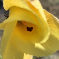 Hibiscus dongolensis