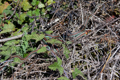 Thamnophis sirtalis tetrataenia