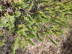 Thymelaea tinctoria