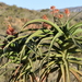 Eastern Tree Aloe - Photo (c) Lauren James, some rights reserved (CC BY-NC), uploaded by Lauren James