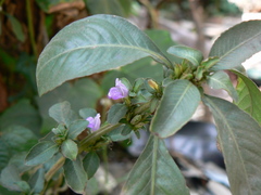 Hygrophila ringens