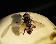 Helophilus pendulus