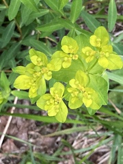 Euphorbia verrucosa