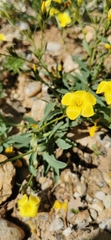 Linum campanulatum