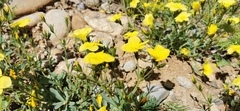 Linum campanulatum