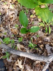 Symplocarpus foetidus